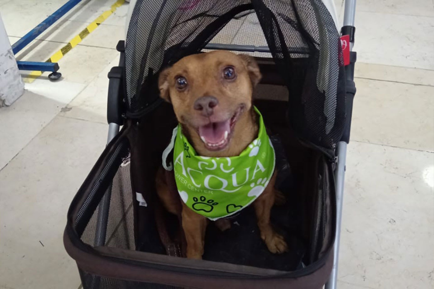 ACQUA_COCHES-MASCOTAS3